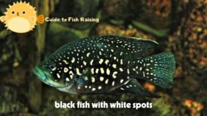 7 popular black fish with white spots are sought