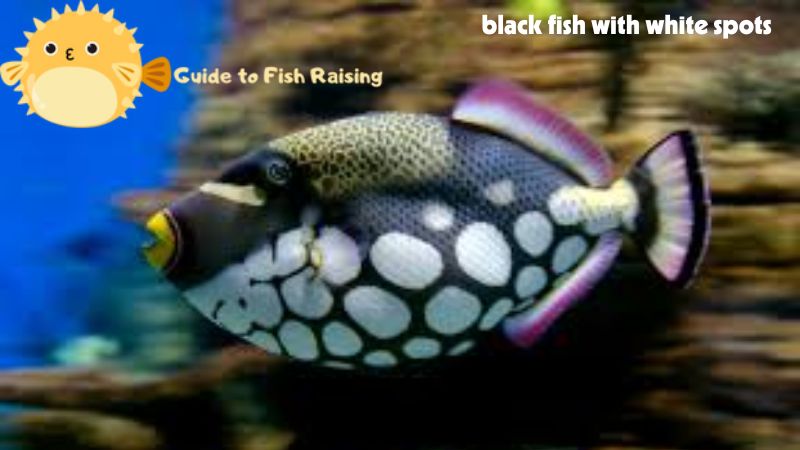 black fish with white spots