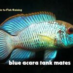 blue acara tank mates