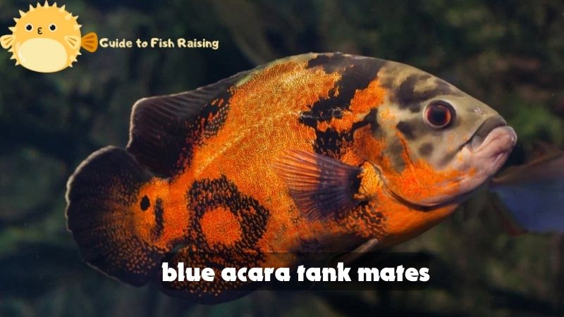 blue acara tank mates