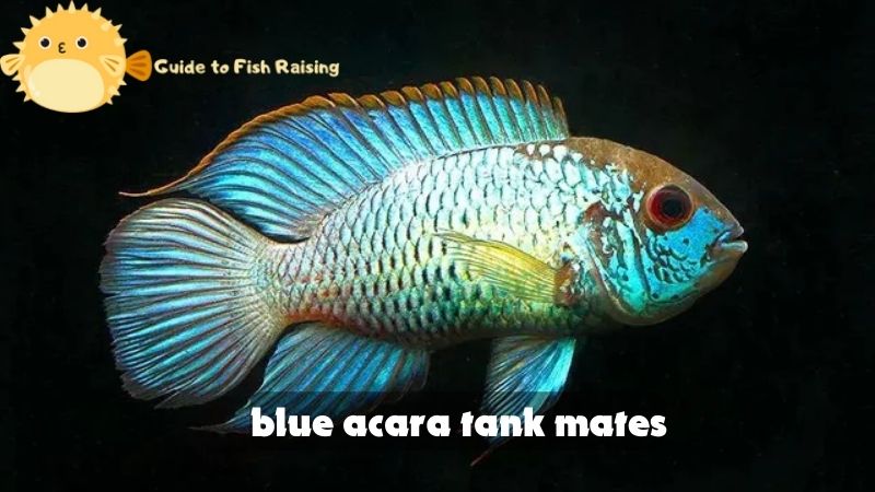 blue acara tank mates