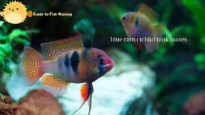 Can blue ram cichlid tank mates live together?