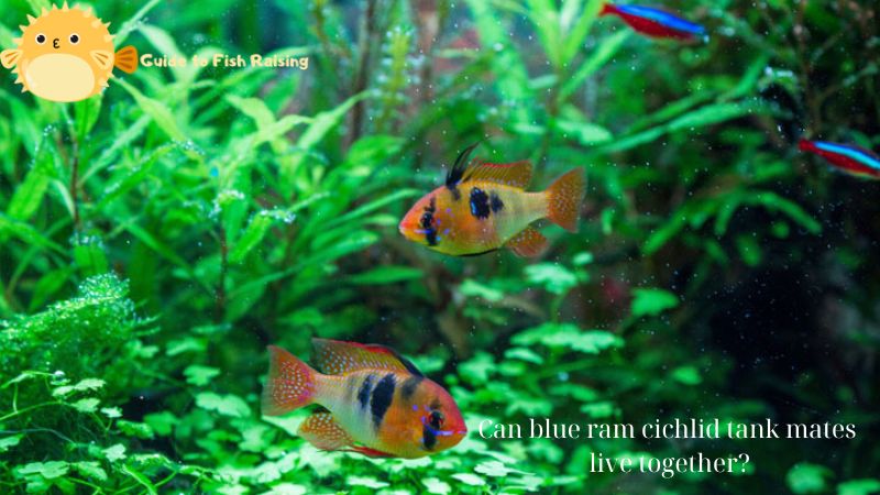 blue ram cichlid tank mates