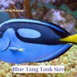 blue tang tank size