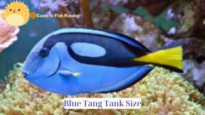 Blue Tang Tank Size: Appropriate Size, Standard Quality