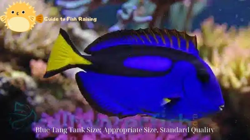 blue tang tank size