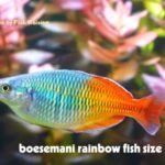 boesemani rainbow fish size