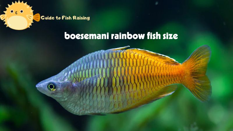 boesemani rainbow fish size