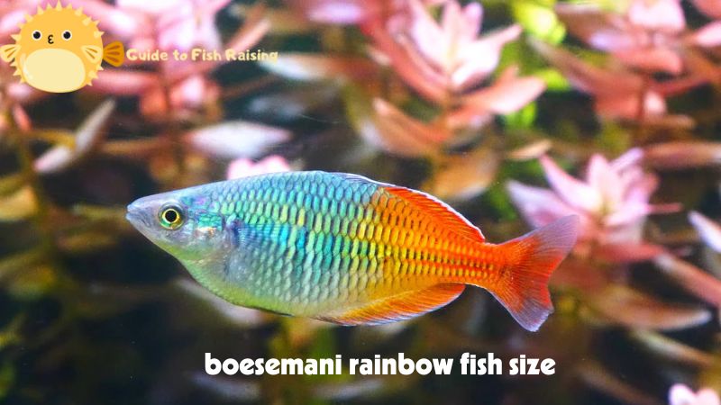 boesemani rainbow fish size