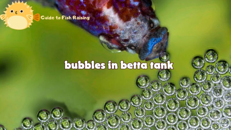 bubbles in betta tank