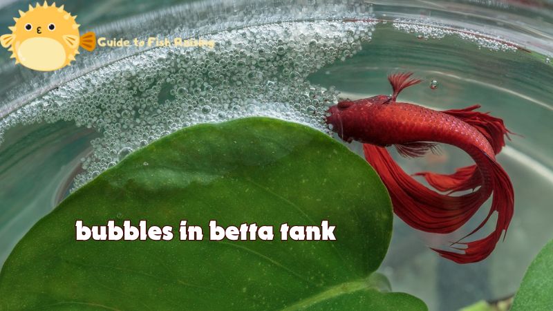 Does a bubbles in betta tank is happy?