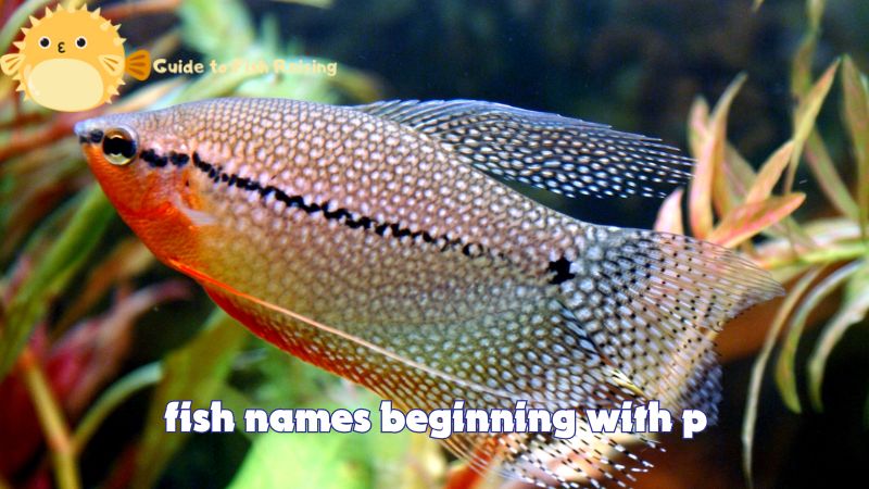 7 best fish names beginning with p