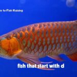 fish that start with d