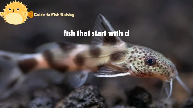 fish that start with d