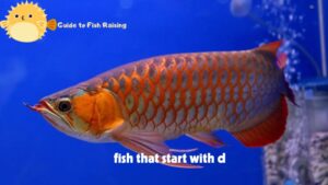 fish that start with d