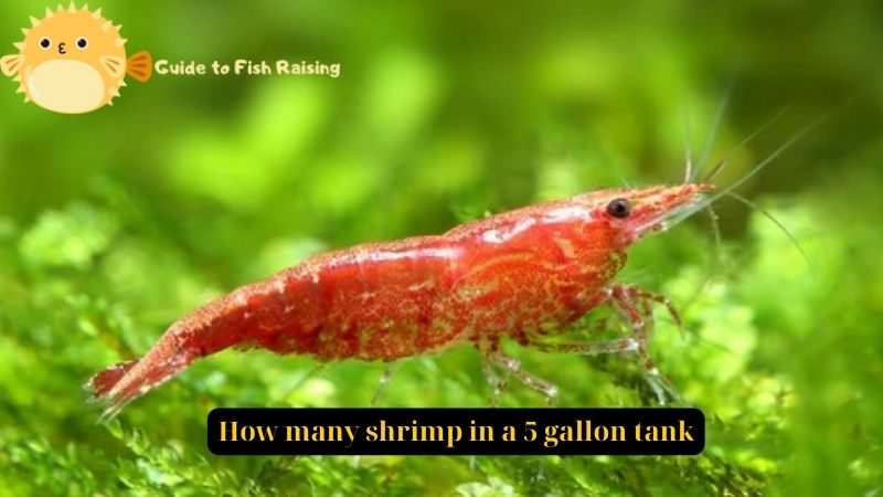 how many shrimp in a 5 gallon tank