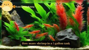 How many shrimp in a 5 gallon tank