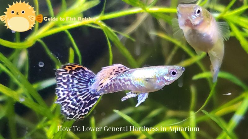 how to lower general hardness in aquarium