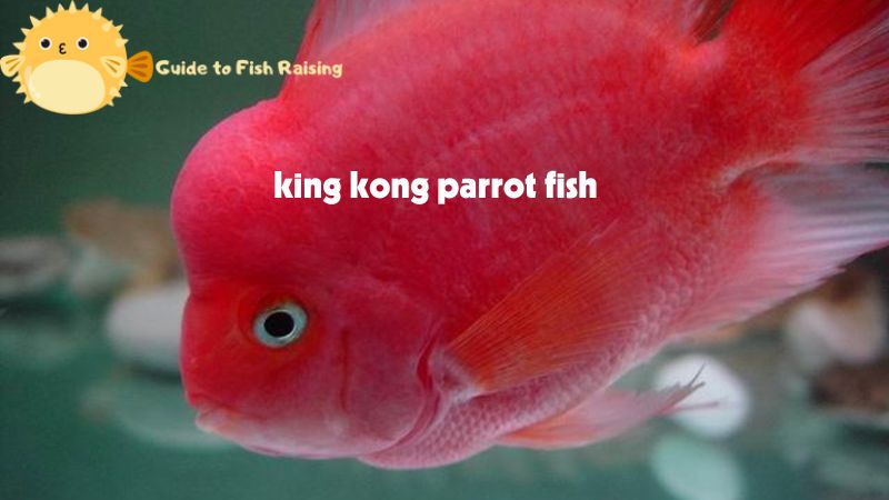 king kong parrot fish