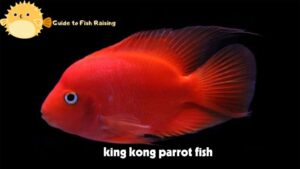 king kong parrot fish