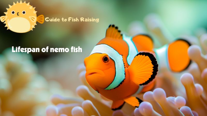 Lifespan of nemo fish – information of most interest