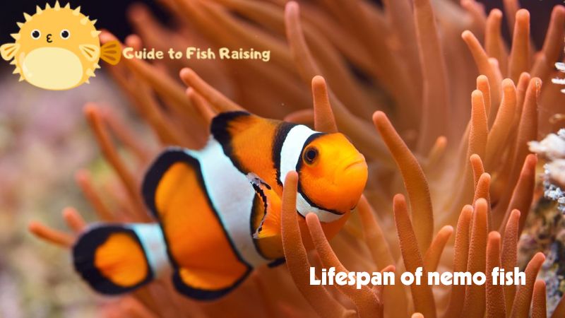 lifespan of nemo fish