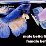 male betta fish with female betta fish