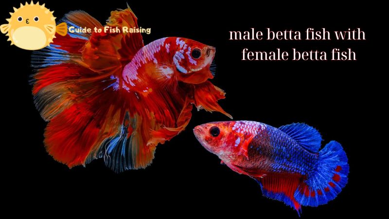 male betta fish with female betta fish