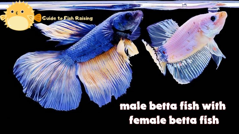 Can you keep male betta fish with female betta fish together?