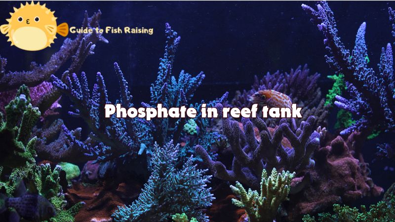 phosphate in reef tank