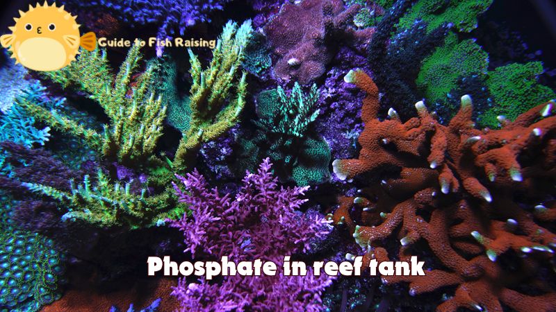 Where do phosphate in reef tank come from?