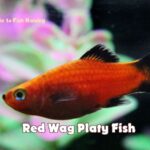 red wag platy fish