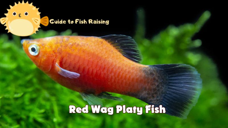 red wag platy fish