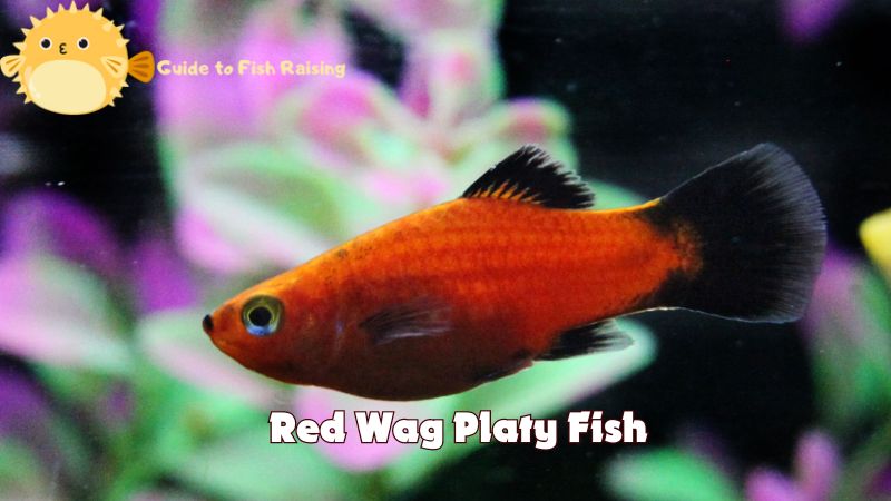 What is Red Wag Platy Fish? Best definition